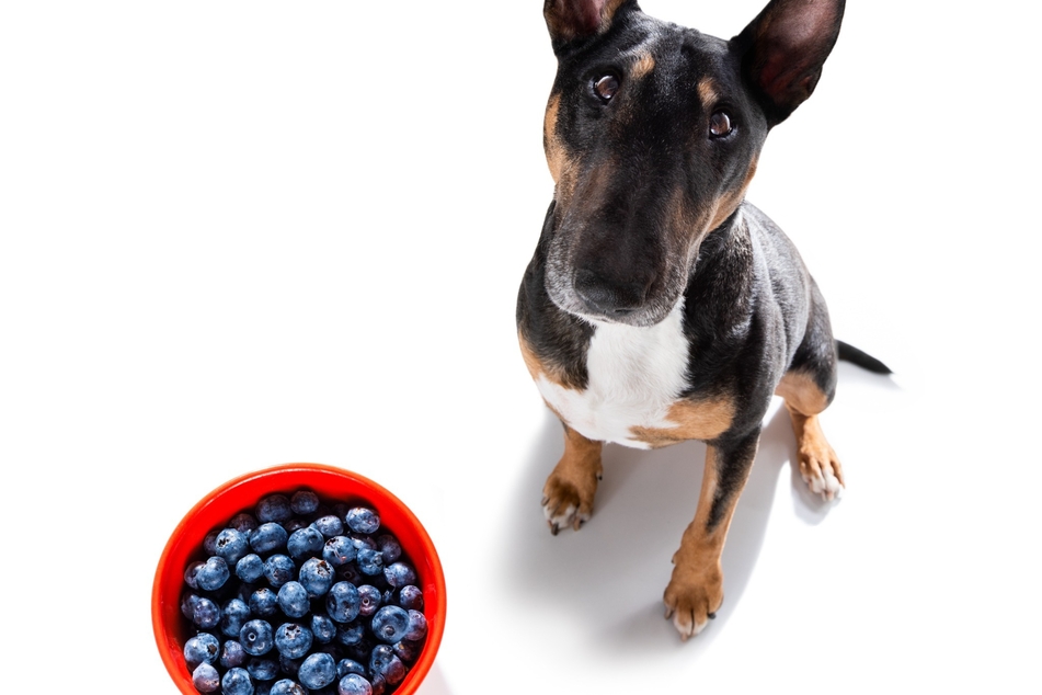 If your dog eats too many blueberries or gets sick from them, there are a few things that you can do to help and keep them comfortable.