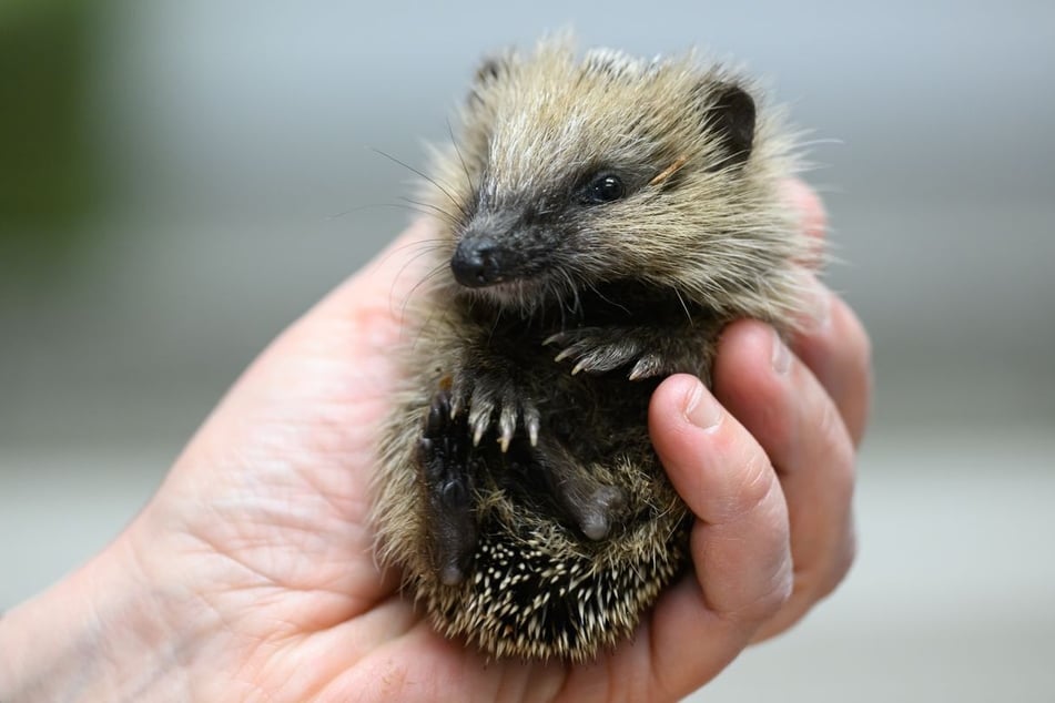 Die Bewohner entdeckten sechs Tierbabys. (Symbolbild)