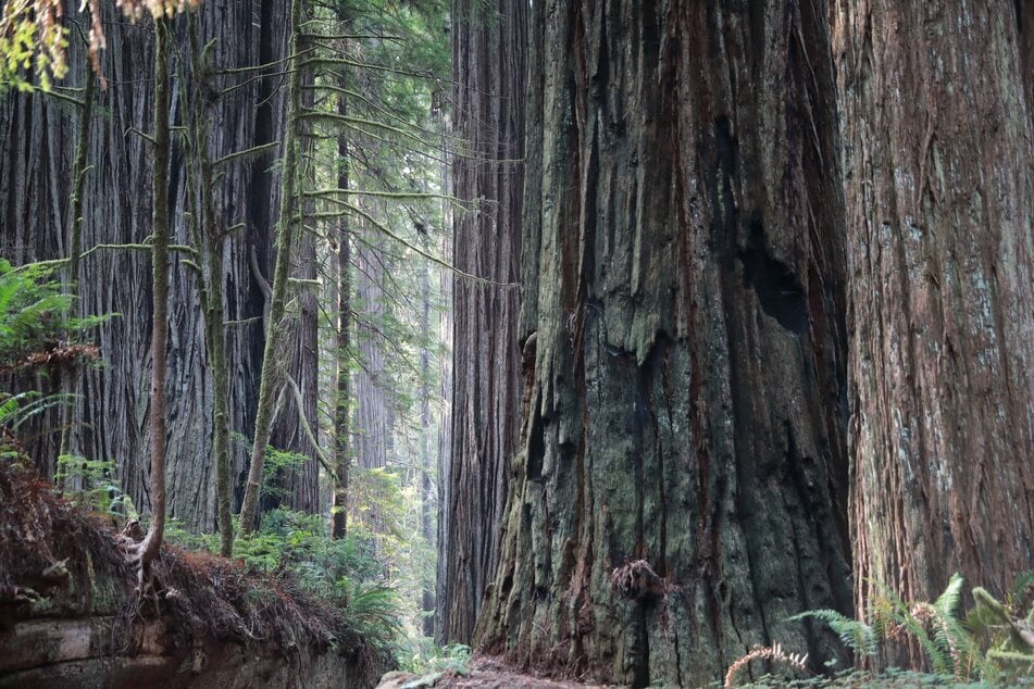 Hier steht der höchste Baum der Welt: im Redwood Nationalpark in Kalifornien.
