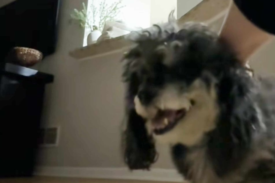 Frau verabschiedet sich von Hund: Was dann passiert, erschreckt sie "zu Tode"