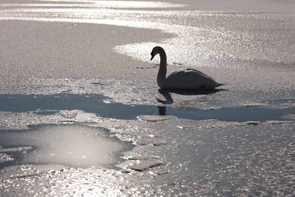 Der strenge Winter verschärft die Lage: Auf wenigen eisfreien Flächen steigt das Infektionsrisiko für Wasservögel. (Symbolfoto)