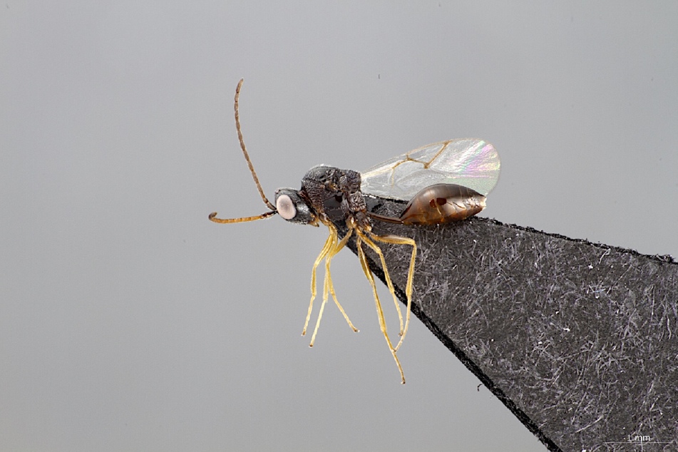 Die drei Millimeter lange, bislang unbekannte Wespenart Anacharis martinae haben Forscher im Nationalpark Kellerwald-Edersee (Nordhessen) entdeckt.