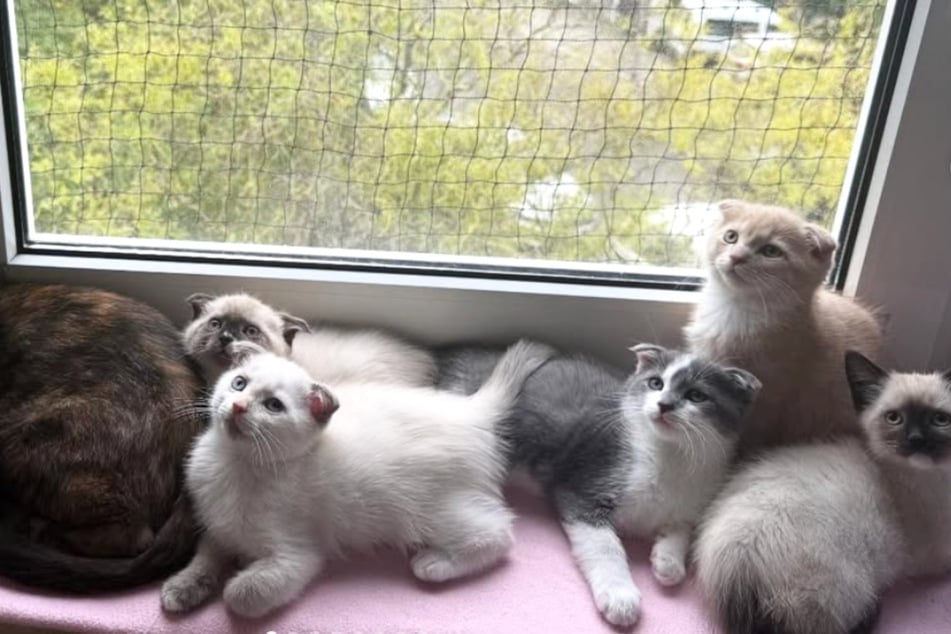 Die Katzenfamilie der Rasse Scottish Fold Mix sucht nun ein liebevolles Zuhause.