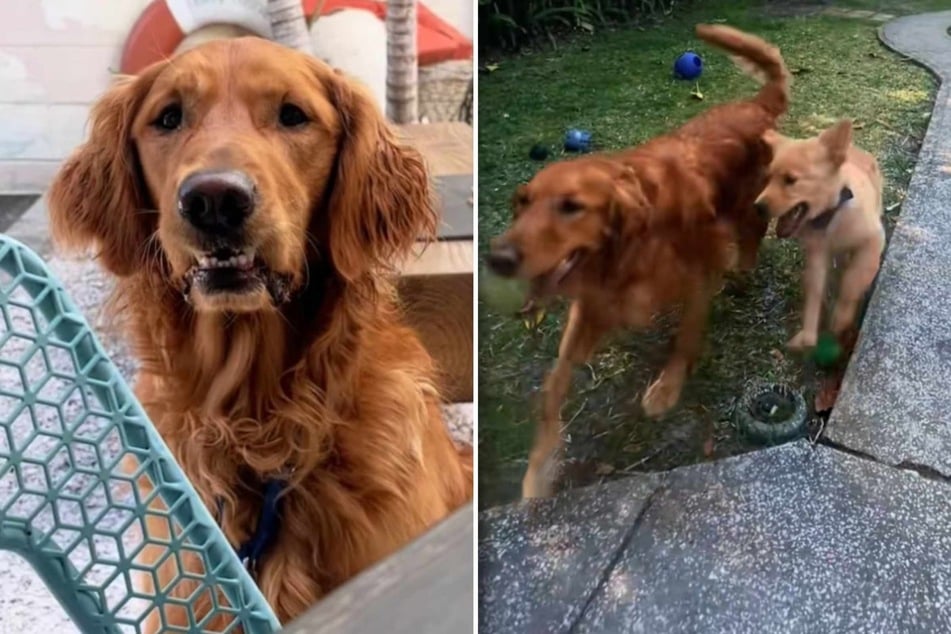 How are Finn the dog and little Tucker getting along these days?