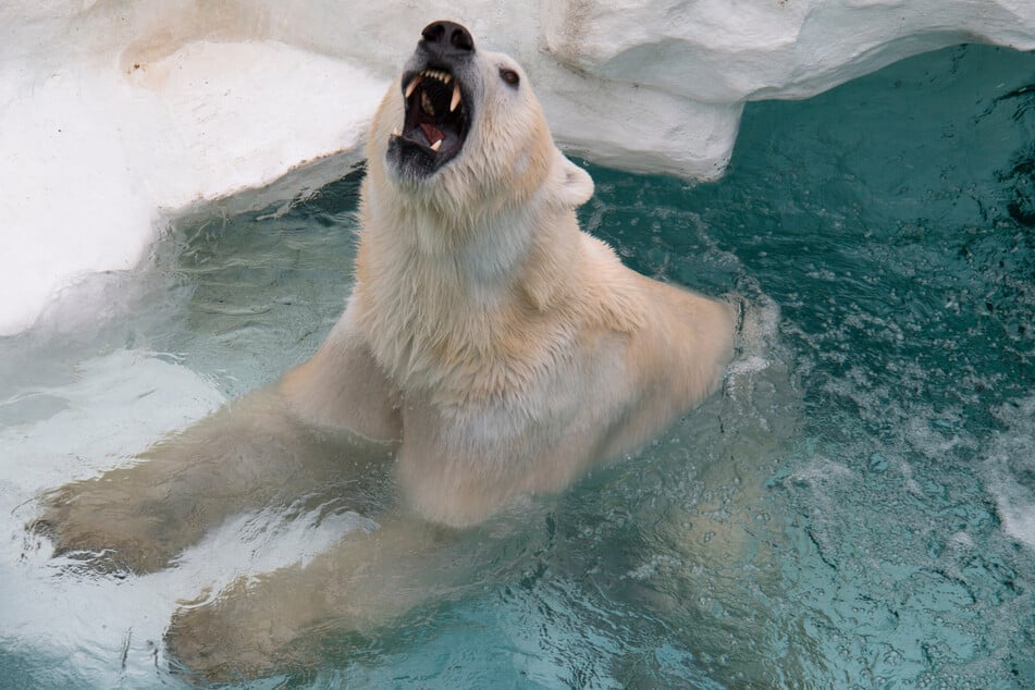 The man jumped on the polar bear to stop the attack on his wife. (symbolic image)