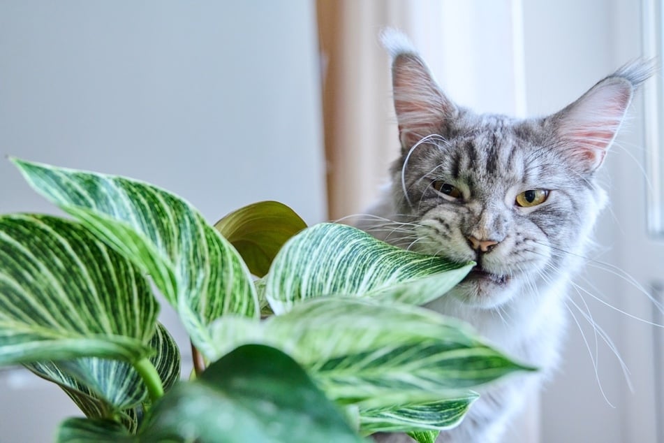Ausschließlich katzenfreundliche Zimmerpflanzen zu besitzen, beugt einer Vergiftung der Katze vor.