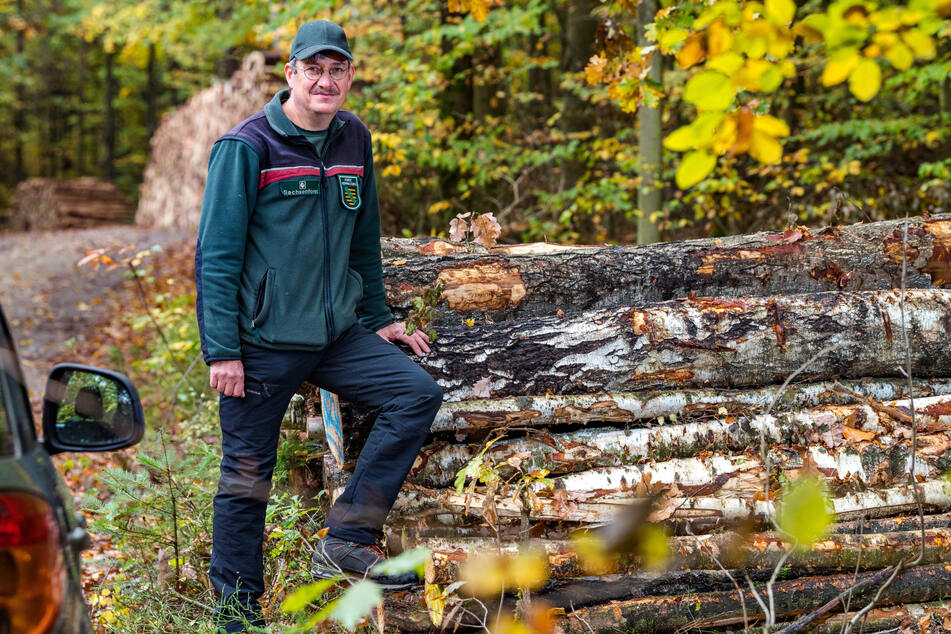 Heiko Zuppke (54) ist Revierförster in Langebrück. Das frisch geschlagene Holz aus seinem Revier findet aktuell als Brennholz und Baustoff reißenden Absatz.