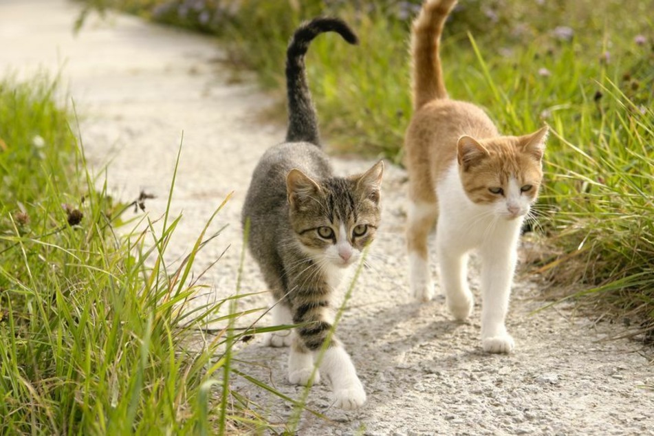 Die Polizei fand am Samstag zwei tote Katzen (Symbolbild).