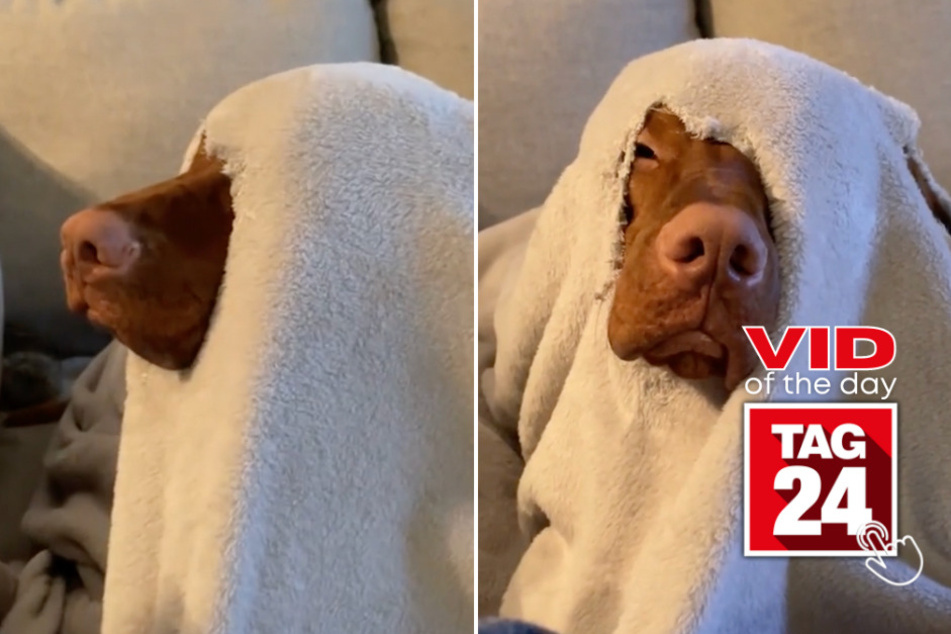 viral videos: Viral Video of the Day for June 17, 2023: A wickedly popular doggo on TikTok