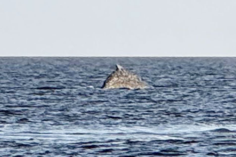 Der Wal ist im offenen Meer unterwegs. Findet er den langen Weg zurück in den Atlantik?