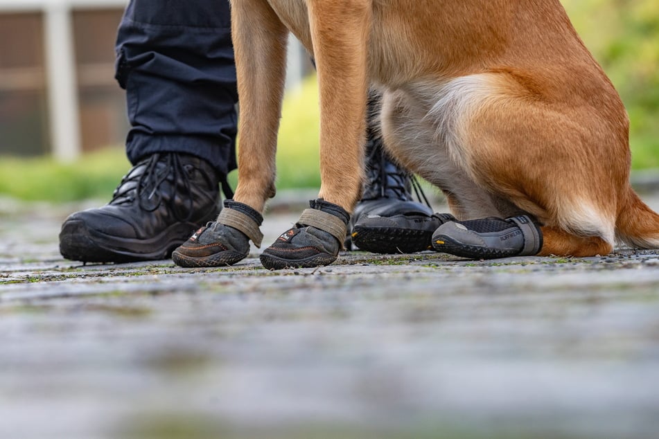 Schutz vor Splittern in unwegsamem Gelände: Vor allem bei Vermisstensuchen werden solche Hundeschuhe zum Schutz der Pfoten übergezogen.