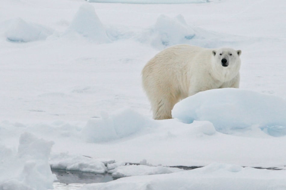 Angriff auf Einwohner verhindert: Eisbär auf Spitzbergen erschossen