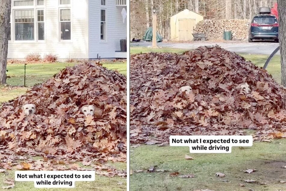 When a woman drove her car past a pile of leaves that had been raked up on a property, she suddenly felt like she was being watched – and not without reason!
