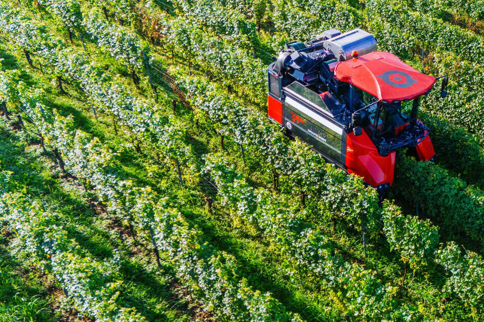 Die Lese kann beginnen: Badens Weinberge blühen wieder auf