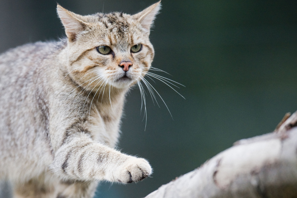 In den Jahren 2006 und 2007 wurde die Wildkatze erstmals wieder in Baden-Württemberg nachgewiesen. (Symbolbild)