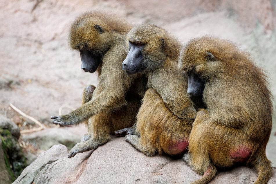 Weil die Affengruppe zu groß war, wurden zwölf Tiere getötet und an andere Zoobewohner verfüttert.