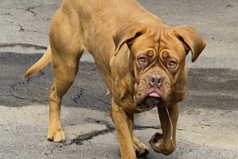 Das Tierheim würde Loki unter Umständen auch an Hundeanfänger abgeben, allerdings sollten diese wirklich sehr ambitioniert sein.