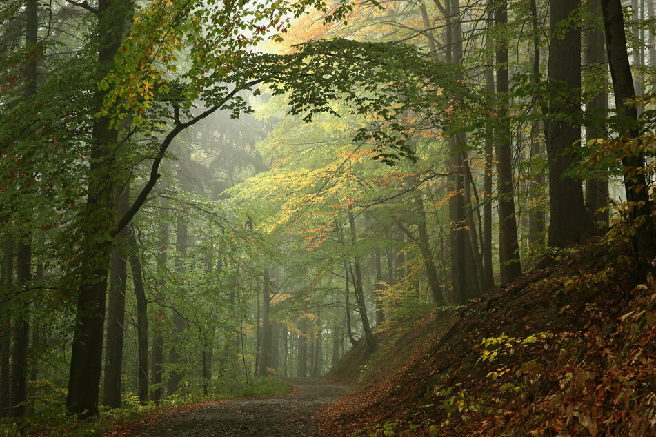Schüler finden Leiche im Wald: Polizei rollt Cold Case neu auf und bittet um Hinweise