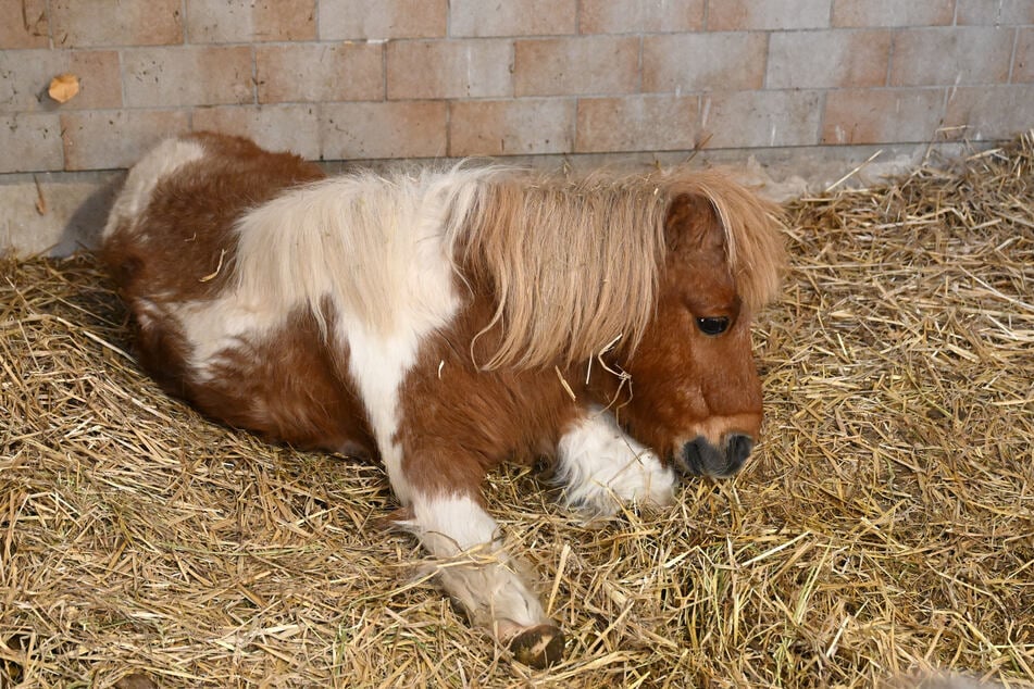 Pony-Dame Kylie bleibt für immer auf dem Pferdehof. Ihre 44 Pferdejahre ergeben umgerechnet über 100 Menschenjahre.