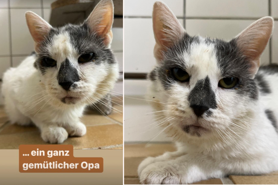 Kater Paulus hat nach Schätzung der Tierheim-Mitarbeiter bereits ein "Katzen-Opi"-Alter von zwölf Jahren erreicht.