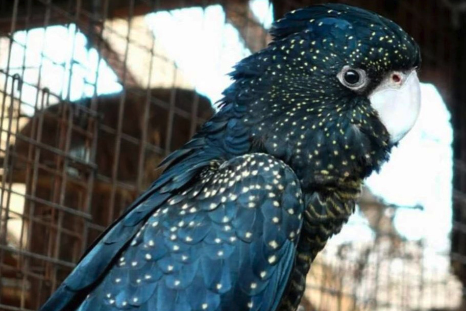 Dieser schmucke Kakadu war einer von 36 Vögeln, die von der Polizei beschlagnahmt wurden, als die Ermittlungen gegen Holger F. liefen.