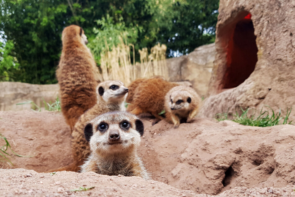 Keine Tiere sind im Zoo so beliebt wie die frechen Erdmännchen.