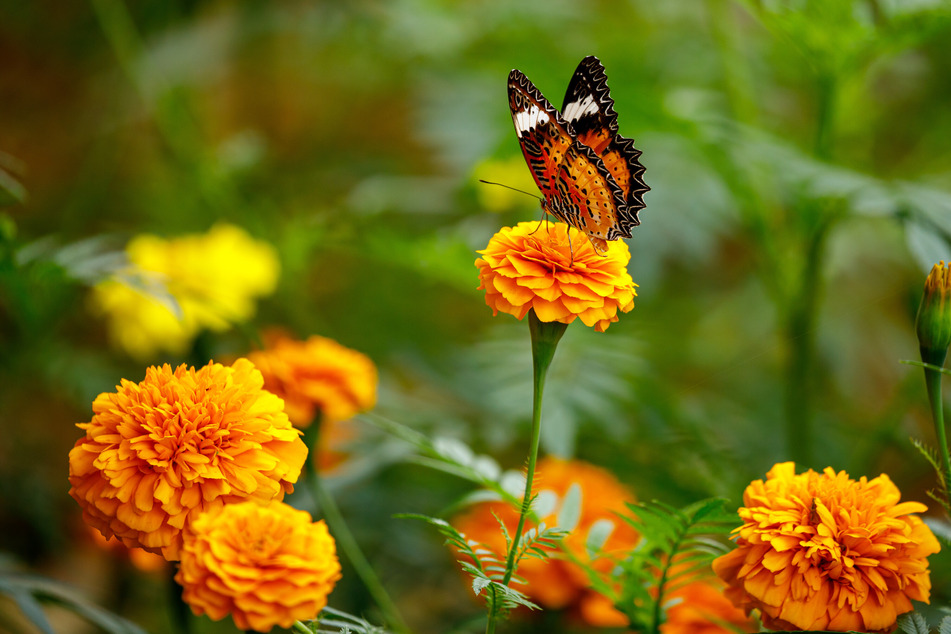 Mit insektenfreundlichen Blumen kehren Schmetterlinge zurück in Deinen Garten.