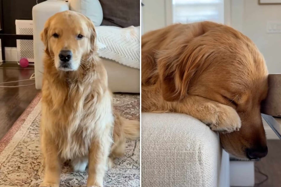 Wally the dog is known for regularly appearing deeply disappointed in life's little inconveniences.