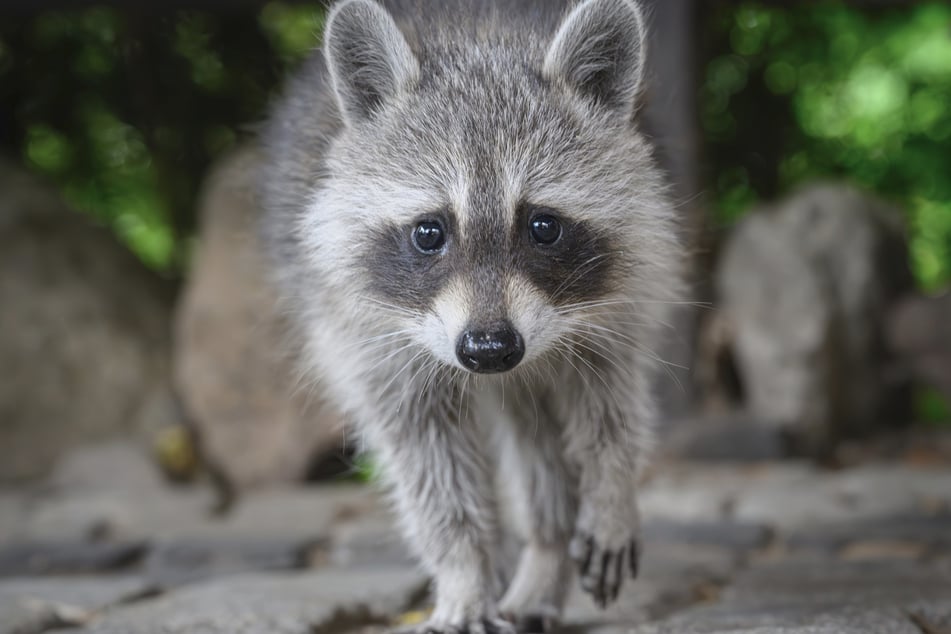 Die süßen Tiere stammen ursprünglich aus Nordamerika.