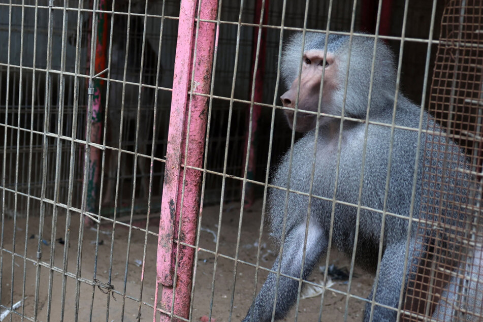 Animals go hungry as starvation plagues war-torn Gaza zoo