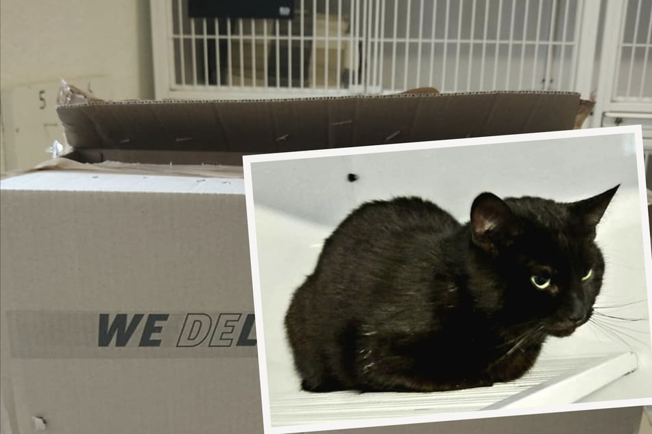 Armes Kätzchen: Das Tier wurde in einen Karton gesteckt, der zugeklebt und weggeschmissen wurde.