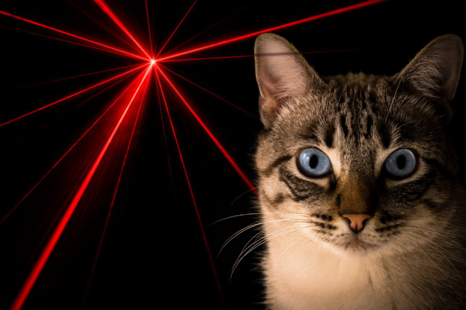 Das Spielen mit Katze und Laserpointer kann gefährlich werden.