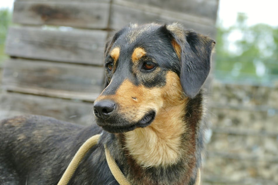 Sobald Bella Vertrauen gefasst hat, ist sie anhänglich und verschmust.