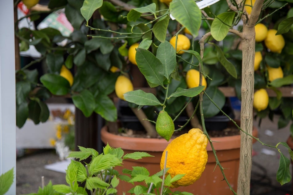 Ab April oder Mai kann der Zitronenbaum wieder raus in den Garten oder auf den Balkon.