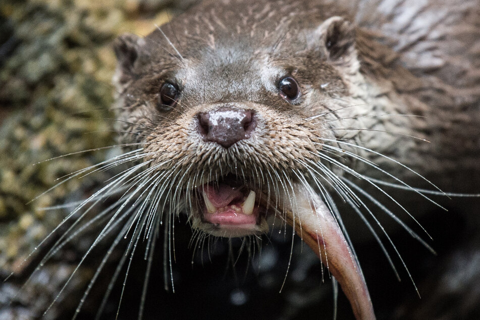 Ein Fischotter genehmigt sich einen Snack. Für Fischer sind die Tiere mittlerweile ein Dorn im Auge.