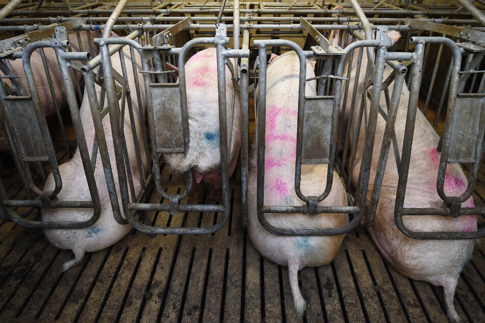 Das Land Berlin will diese Art der Schweinehaltung untersagen lassen, obwohl sich eine Ländermehrheit auf ein Verbot in acht Jahren geeinigt hat.