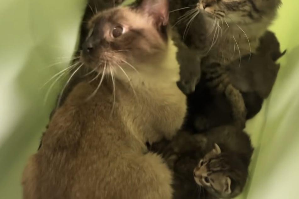 Insgesamt 20 Katzen waren in den beiden Boxen.