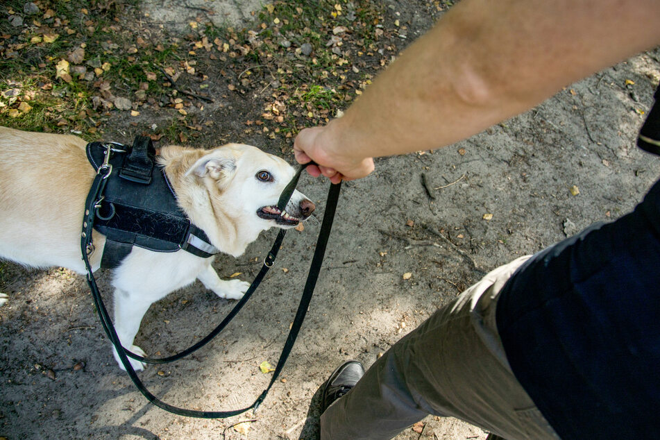 Ein aggressiver Hund hat im Ortenaukreis Jagd auf ein Mädchen gemacht. (Symbolbild)