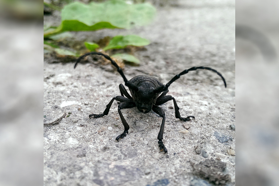 Vor knapp 30 Jahren war der Käfer noch überall in Ostdeutschland verbreitet.