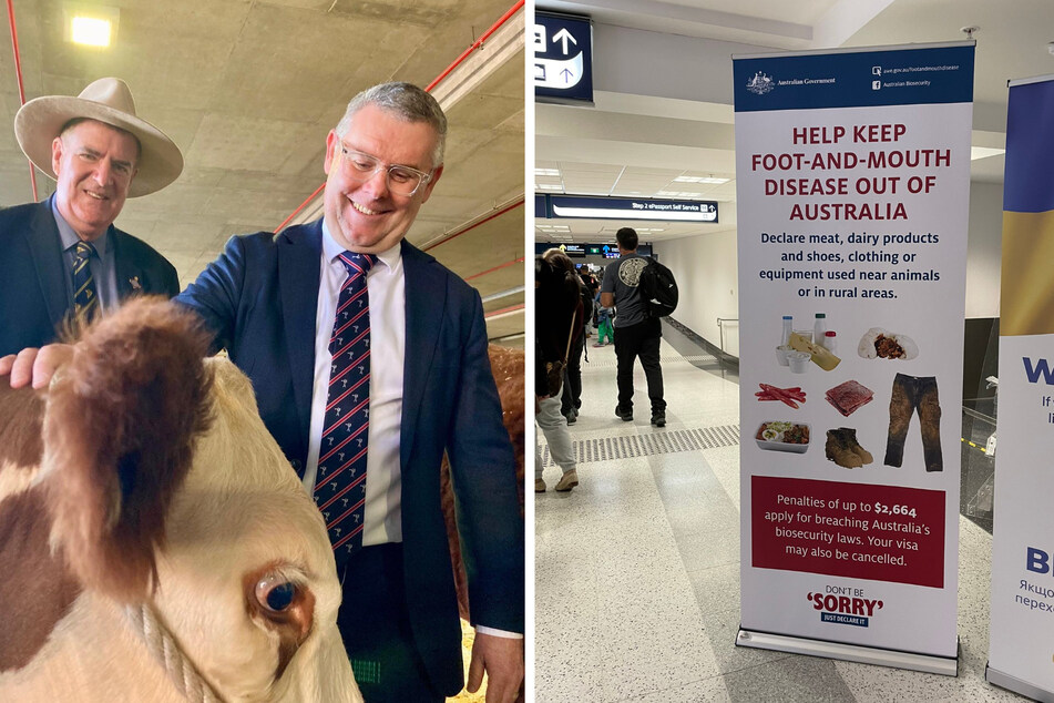 Landwirtschaftsminister Murray Watt (49) liegen australische Tiere sehr am Herzen: Hier streichelt der Minister eine Kuh. Und eigentlich hätte der Reisende es besser wissen müssen. Überall am Flughafen sind Schilder aufgestellt, die davor warnen Essen mitzubringen.