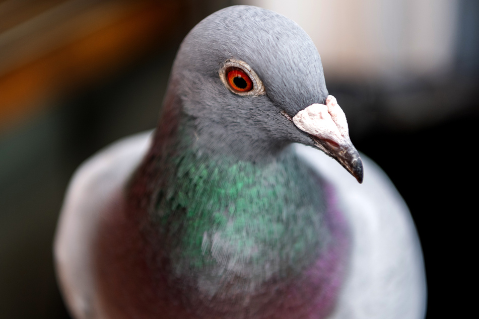 Eine Brieftaube. 37 solcher Tiere werden in einem Taubenschlag in Parsit, einem Ortsteil der Gemeinde Ense, vermisst.
