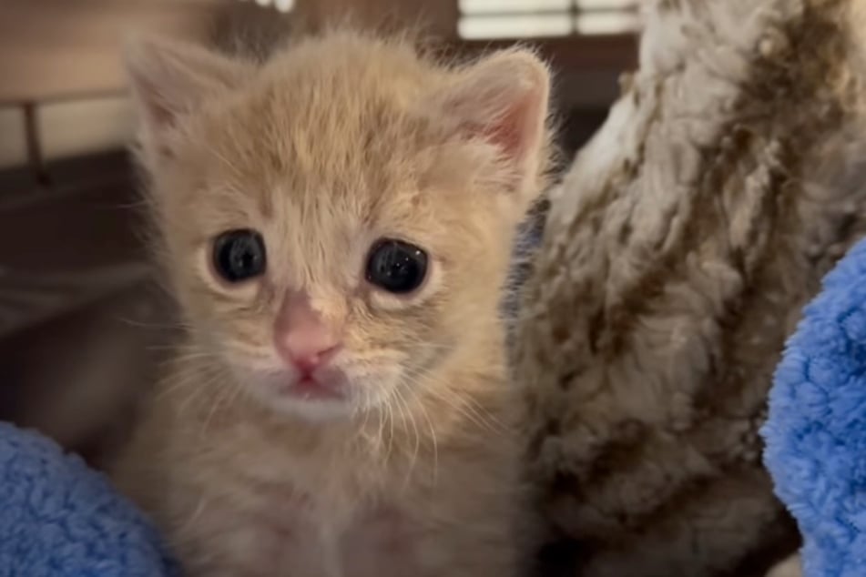 Babykater Charlie brauchte dringend Hilfe, als er in Pflege kam.