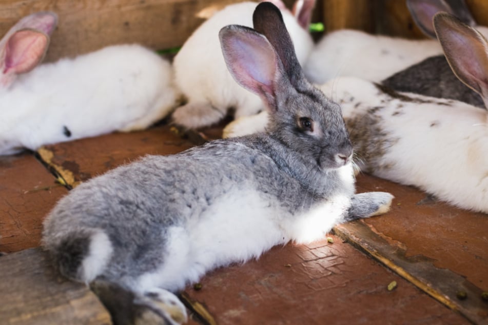 Die Seitenlage bei Kaninchen zeigt extremes Wohlbefinden.