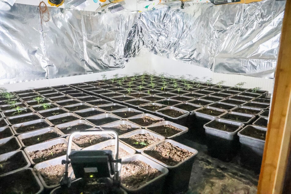 Vor Ort stellten die Beamten tatsächlich fast 1000 Pflanzkübel mit Cannabis-Pflanzen fest.