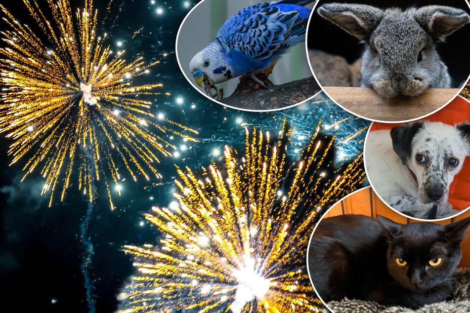 Silvester-Horror für Haustiere: So schützt Ihr Hund, Katze und Co. vor Feuerwerks-Stress