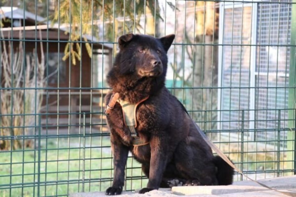 Henriette tęskni za kochającym domem.