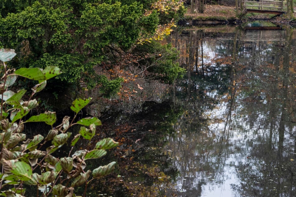 Zwei Weiher im Frankfurter Stadtwald sind aktuell für Menschen und Tiere gefährlich - das Grünflächenamt warnt ausdrücklich auch Hundehalter! (Symbolbild)