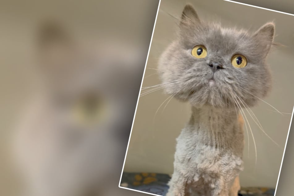 Fundort macht fassungslos: Ausgerechnet hier wurde Katze Peanut in erbärmlichem Zustand ausgesetzt