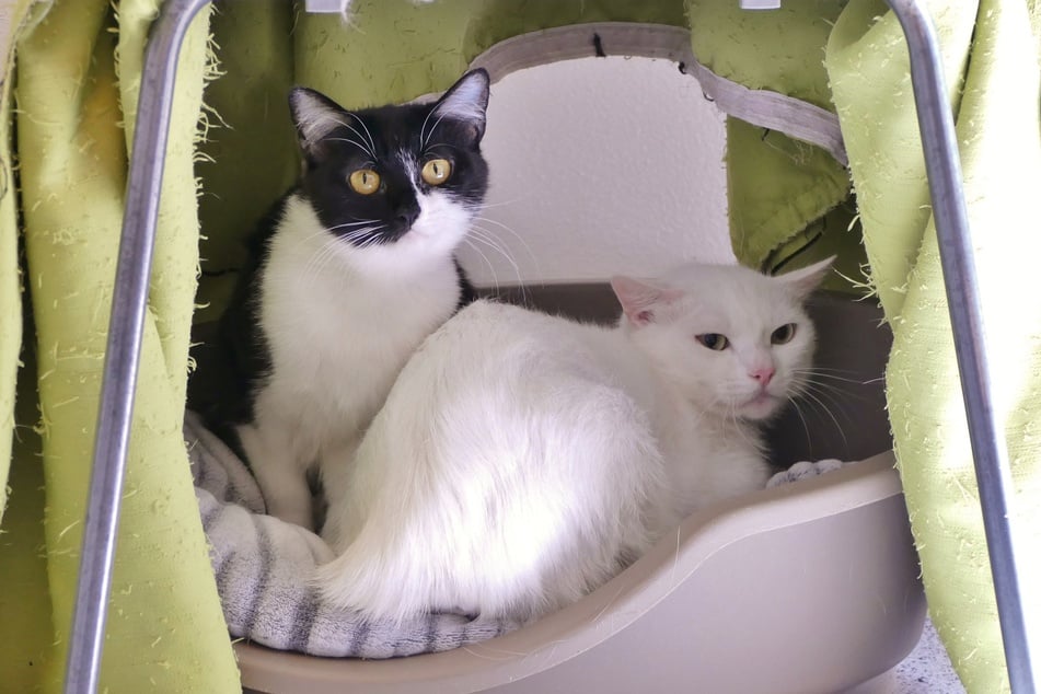 Kater Cashew (weiß) und Katze Kokosnuss (schwarz-weiß) wollen auch in Zukunft zusammenbleiben.