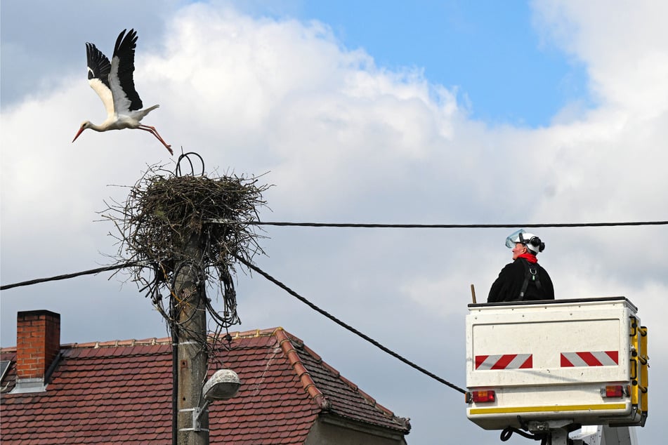Am Ende gab der Storch seine Besetzung auf.